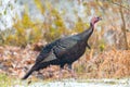 Eastern Wild Turkey Meleagris gallopavo silvestris hen. Royalty Free Stock Photo