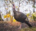 Eastern Wild Turkey Meleagris gallopavo silvestris hen. Royalty Free Stock Photo