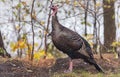 Eastern Wild Turkey Meleagris gallopavo silvestris hen. Royalty Free Stock Photo