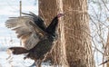 Eastern Wild Turkey Meleagris gallopavo silvestris hen flaps her wings in woodland yard. Royalty Free Stock Photo