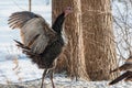 Eastern Wild Turkey Meleagris gallopavo silvestris hen flaps her wings in woodland yard. Royalty Free Stock Photo