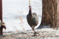 Eastern Wild Turkey Meleagris gallopavo silvestris hens in a wooded yard. Royalty Free Stock Photo