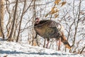 Eastern Wild Turkey Meleagris gallopavo silvestris hen in a wooded yard. Royalty Free Stock Photo