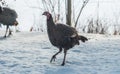 Eastern Wild Turkey Meleagris gallopavo silvestris hens in a wooded yard. Royalty Free Stock Photo