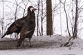 Eastern Wild Turkey Meleagris gallopavo silvestris hens in a wooded yard. Royalty Free Stock Photo