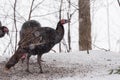 Eastern Wild Turkey Meleagris gallopavo silvestris hens in a wooded yard. Royalty Free Stock Photo