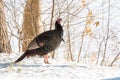 Eastern Wild Turkey Meleagris gallopavo silvestris hen in a winter wooded yard.