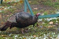 Eastern Wild Turkey Meleagris gallopavo silvestris hens in a wooded yard. Royalty Free Stock Photo