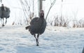 Eastern Wild Turkey Meleagris gallopavo silvestris hens in a wooded yard. Royalty Free Stock Photo