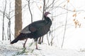 Eastern Wild Turkey Meleagris gallopavo silvestris hens in a wooded yard. Royalty Free Stock Photo