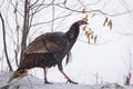 Eastern Wild Turkey Meleagris gallopavo silvestris hens in a wooded yard. Royalty Free Stock Photo