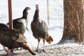 Eastern Wild Turkey Meleagris gallopavo silvestris hens in a wooded yard. Royalty Free Stock Photo