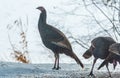 Eastern Wild Turkey Meleagris gallopavo silvestris hens in a wooded yard. Royalty Free Stock Photo