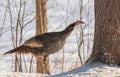 Eastern Wild Turkey Meleagris gallopavo silvestris walks through snow in a woodland yard. Royalty Free Stock Photo