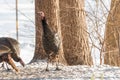 Eastern Wild Turkey Meleagris gallopavo silvestris in a winter woodland yard. Royalty Free Stock Photo