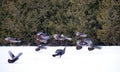 Eastern Wild Turkeys flying over the snow in Ottawa, Canada Royalty Free Stock Photo