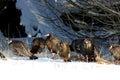 Eastern Wild Turkeys in Snow  702811 Royalty Free Stock Photo