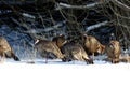 Eastern Wild Turkeys in Snow  702816 Royalty Free Stock Photo