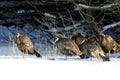 Eastern Wild Turkeys in Snow    702818 Royalty Free Stock Photo