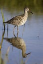 Eastern Willet Royalty Free Stock Photo