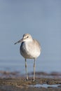 Eastern Willet, Tringa semipalmata Royalty Free Stock Photo