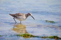 The eastern willet wading shoreline bird feeding