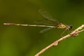 Eastern Willow Spreadwing Royalty Free Stock Photo