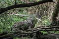 The eastern wolf Canis lycaon. Close image of a wild Royalty Free Stock Photo