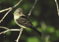 Eastern Wood-Pewee