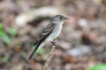 Eastern Wood Pewee Contopus virens