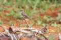 Eastern Wood Pewee Contopus virens