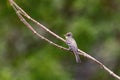 Eastern wood pewee (Contopus virens), Ecoparque Sabana, Cundinamarca department. Wildlife and birdwatching in Colombia