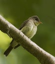 Eastern Wood Pewee, Contopus virens, perched on branch