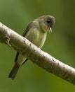 Eastern Wood Pewee, Contopus virens, perched in tree