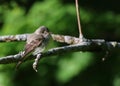 Eastern Wood-Pewee