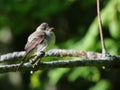 Perched Eastern Wood-Pewee