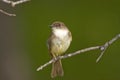 Eastern Wood-Pewee perched