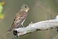 Eastern Wood-Pewee