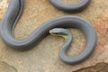 Eastern Yellow-bellied Racer Snake Coluber constrictor flaviventris