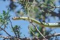 Eastern Yellow Bellied Racer Snake