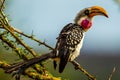 Eastern Yellow Billed Hornbill