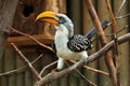 Eastern yellow-billed hornbill (Tockus flavirostris).