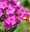 Eastern Yellow Jacket on Garden Phlox Royalty Free Stock Photo