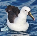 Eastern Yellow Nosed Albatross Royalty Free Stock Photo