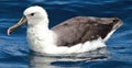 Eastern Yellow Nosed Albatross in Australasia Royalty Free Stock Photo