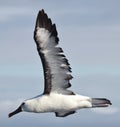 Eastern Yellow Nosed Albatross in Australasia