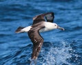 Eastern Yellow Nosed Albatross in Australasia Royalty Free Stock Photo