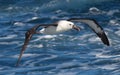 Eastern Yellow Nosed Albatross in Australasia