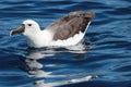 Eastern Yellow Nosed Albatross in Australasia Royalty Free Stock Photo