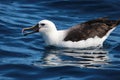 Eastern Yellow Nosed Albatross in Australasia Royalty Free Stock Photo